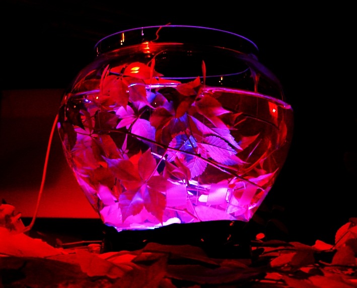 Blaetterrauschen vsjub (21)